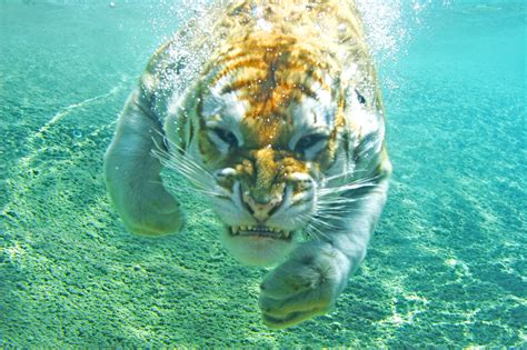 🔥 Free Download A Bengal Tiger Swimming Underwater Full Hd Wallpaper
