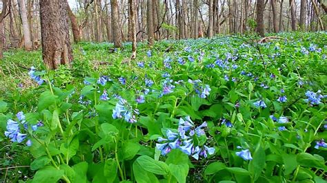 Virginia Bluebells In Illinois Stock Video Footage Video Of Ecology