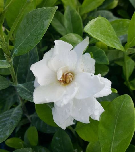 Frost Proof Gardenia Live Plant Great Fragrance Evergreen Etsy