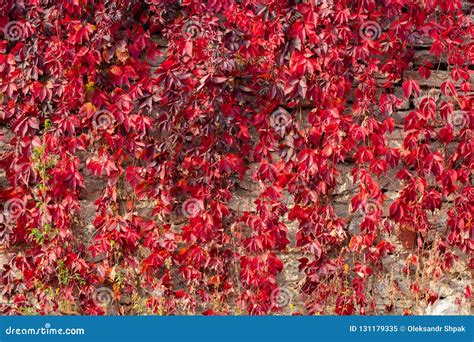 Climbing Plant With Red Leaves In Autumn On The Old Stone Wall Stock