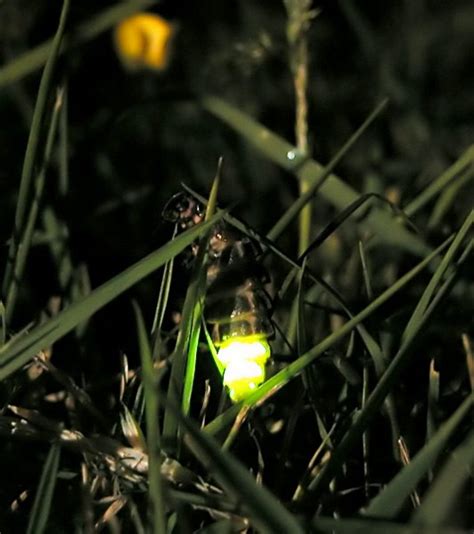 Uk City Council Switches Lights To Bring Back Glow Worms Libido Ledinside