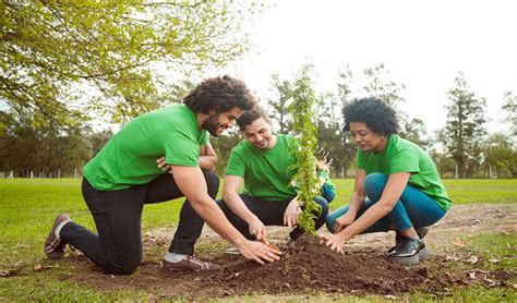 Cómo Plantar Un árbol 8 Razones Por Las Que Debes Hacerlo