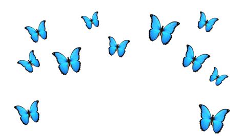 Butterfly Emoji What It Means And How To Use It Logotype
