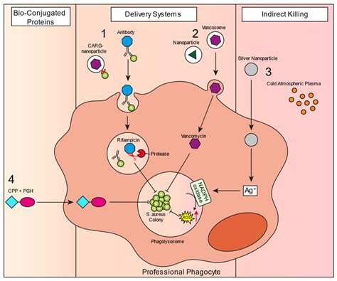 biomedicines free full text intracellular habitation of staphylococcus aureus molecular