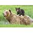 Give Yourself A Round Of Paws Adorable Bear Cubs Puts On Delightful 