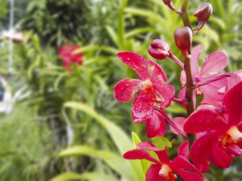 Orchid Flowers Stock Image Image Of Tropical Background 47927991