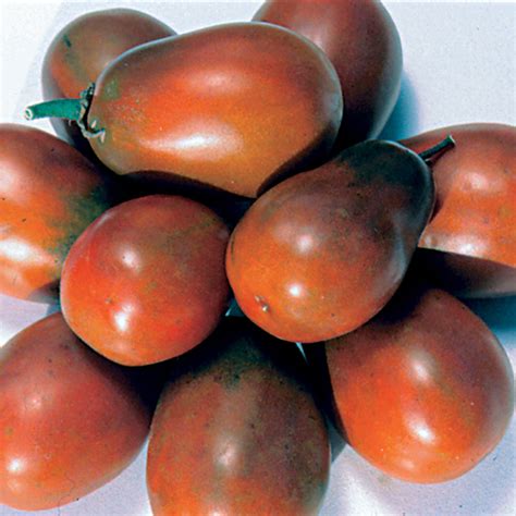 Black Plum Tomato Lb Resistant Tomato Seeds Totally Tomatoes