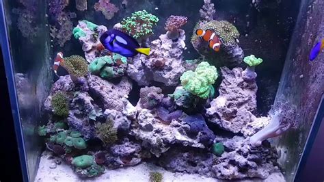 Veja o que lúcia marinho (lcia_marinho) descobriu no pinterest, a maior coleção de ideias do mundo. Aquário marinho de corais - NANO REEF 100 litros - YouTube