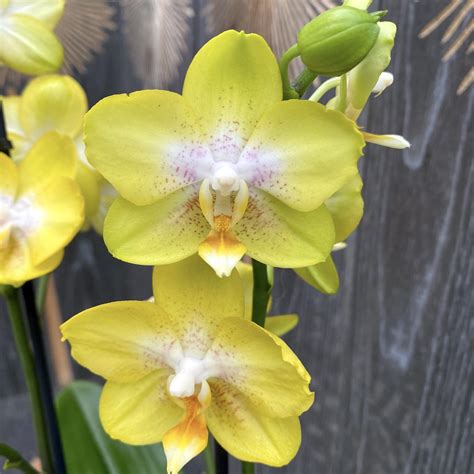 Phalaenopsis Sogo Pride Yellowcup Fragrant