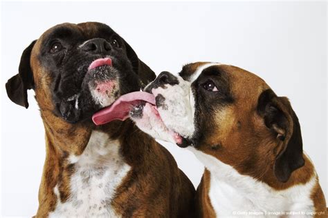 Boxer Tongues Dogs Boxer Love Dogs Boxer Puppies