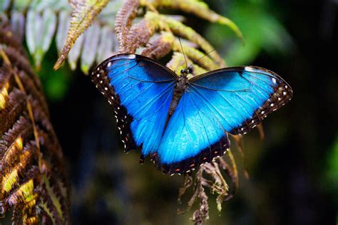 Blue Morpho Butterfly Photograph By Vanessa Valdes