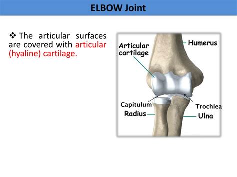Ppt Arm Cubital Fossa And Elbow Joint Powerpoint Presentation Id2167619