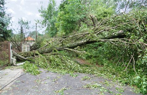 What To Do If Your Trees Are Damaged In A Storm Five Star Tree Services
