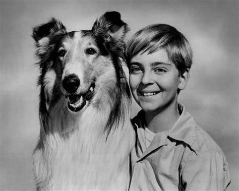 Image Of Lassie