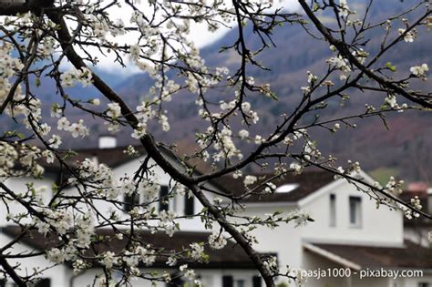 Ein starker rückschnitt fördert das wann ist der beste zeitpunkt, einen baum zu schneiden? So machen Sie Ihren Garten fit für den Frühling! - Garten ...
