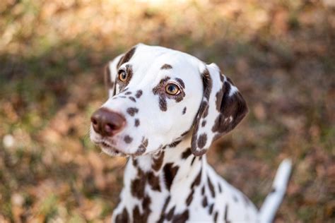 Are Rainbow Dalmatians Real The Truth Revealed Hepper