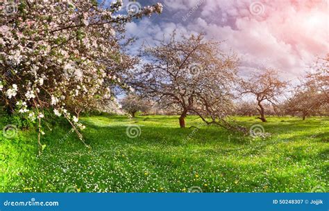 Colorful Spring Landscape In Apples Garden Stock Image Image Of Leaf