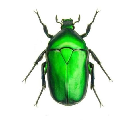 One Real Green Scarab Beetle Torynorrhina Flammea Thailand Etsy