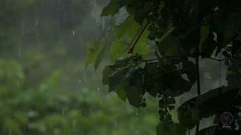 Relaxing Rainforest Rain Sound Youtube