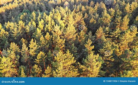 Pine Tree Forest Top View Stock Photo Image Of Landscape Panorama