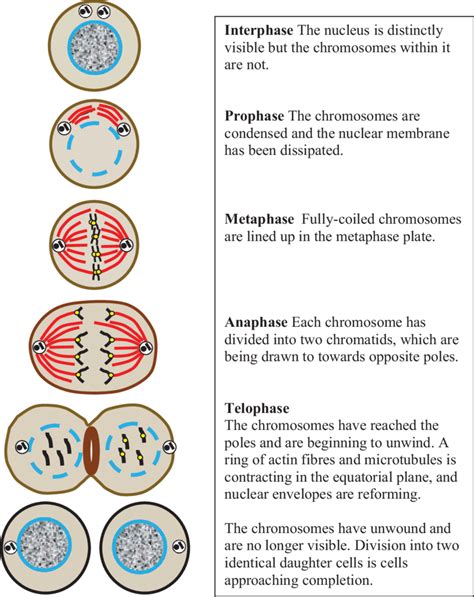 Mitosis In Animal Cells Figures Redrawn From 10 Download