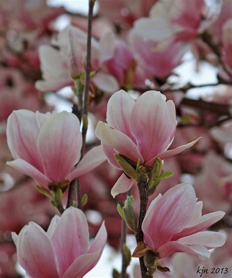 Prefers wet soils, swampy soils, acid soils. The Outskirts of Suburbia: Sweet Magnolia Blossoms