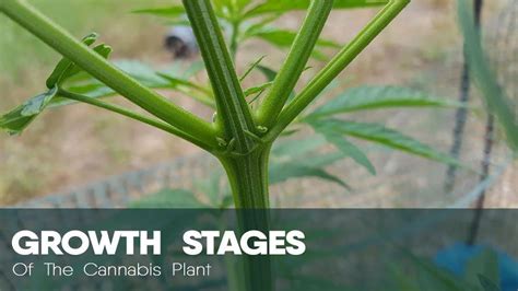 Weed Plant Stages What Does Cannabis Look Like Week By Week