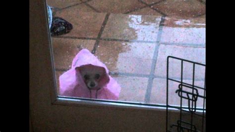 Sad Rainy Dog Youtube