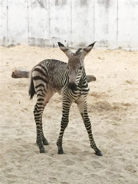 Disneys Animal Kingdom Welcomes A New Baby Zebra And Baby Porcupine