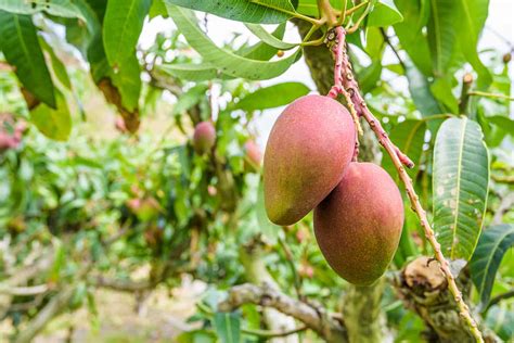 How To Grow Mango Trees In Your Home Orchard Images And Photos Finder
