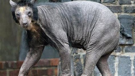 Most Bizarre Animals On Earth Unveiling The World Of Weird Hairy
