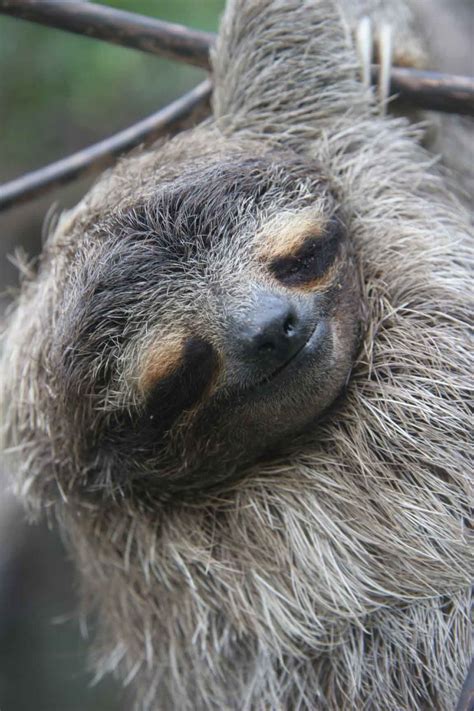 Pygmy Three Toed Sloth Sloth Three Toed Sloth Endangered Species