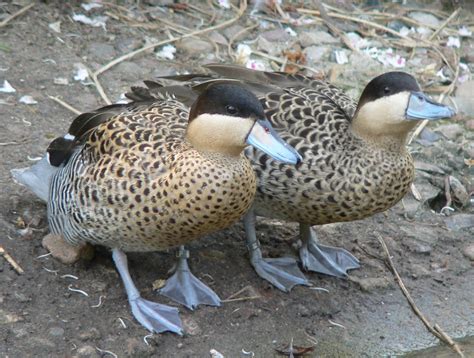 Silver Teal Ducks Anas Versicolor From South America Avec Images