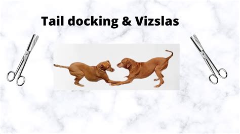 Tail Docking And Vizslas Youtube