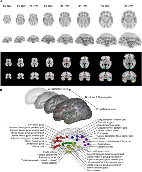 Frontiers Fetal Functional Imaging Portrays Heterogeneous Development Of Emerging Human Brain