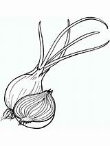 Onion Coloring Vegetables Recommended Mycoloring sketch template