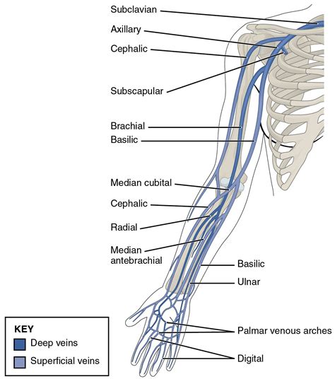 This Diagram Shows The Veins Present In The Upper Limb Arteries