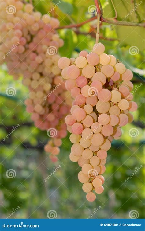 Organic Grape Stock Photo Image Of Agriculture Harvest 6487480