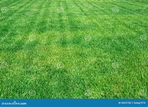 Sunny Grass Stock Photo Image Of Yard Landscape Plant 5693758