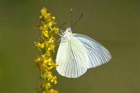 Mariposa Blanca Mariposas Del Estado De Tabasco NaturaLista Mexico