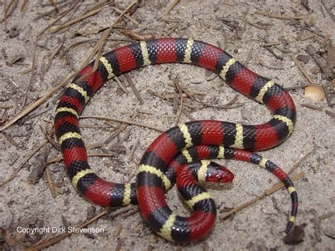 Sujith Spot Most Beautiful And Colorful Venomous Snakes Of The World