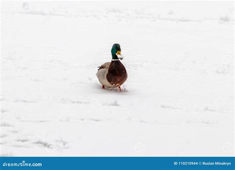 Ducks And Drakes Walk On Snow And On A Frozen Lake Stock Photo Image