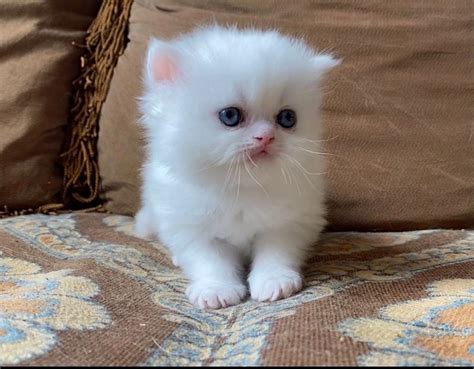 White Persian Kittens