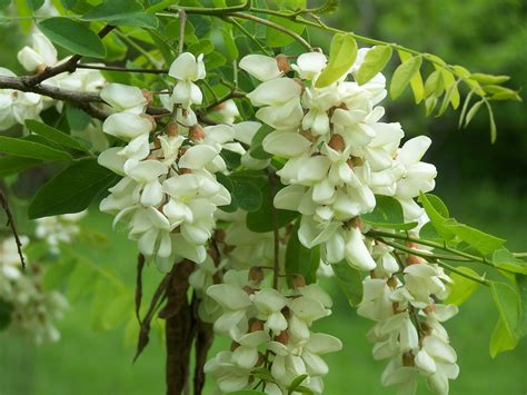 Black Locust Robinia Pseudocacacia Is A Large Native Tree Which
