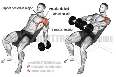 Dumbbell Fly Exercise Instructions And Videos Weight Training Guide