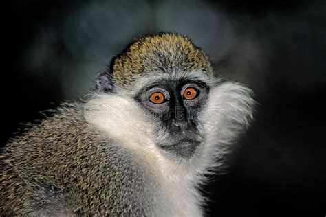 Grivet Monkey Portrait Ethiopia Stock Photo Image Of Portrait
