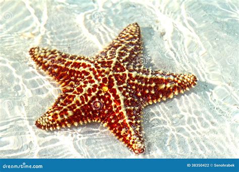 Beautiful Starfish Stock Photo Image Of Coast Cayo 38350422