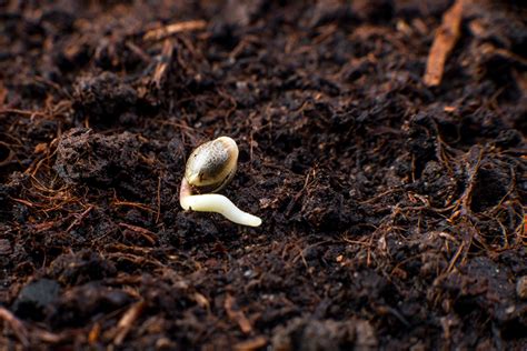 Burying a weed seed too far into the soil can negatively impact its growth. The 10 Easy Steps How to Grow Cannabis | Beginners Guide ...