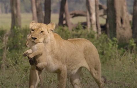 Animal Planets ‘big Cat Tales Checks In With All Your Favorite Lions