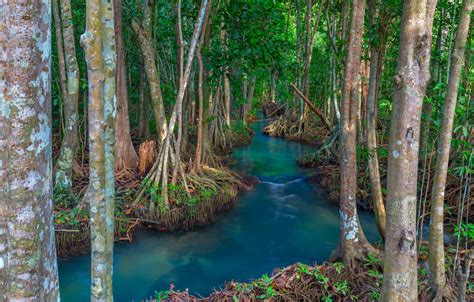 Wallpaper Forest Lake River Forest Tropical Landscape Beautiful